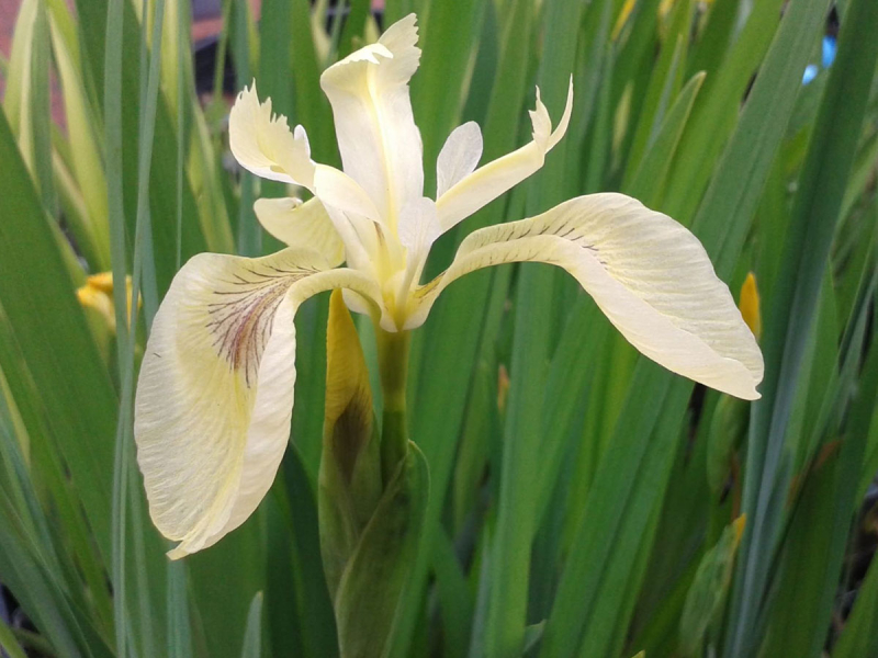 Preview: Creme gelbe Schwertlilie - Iris pseudacorus Sulphur Queen